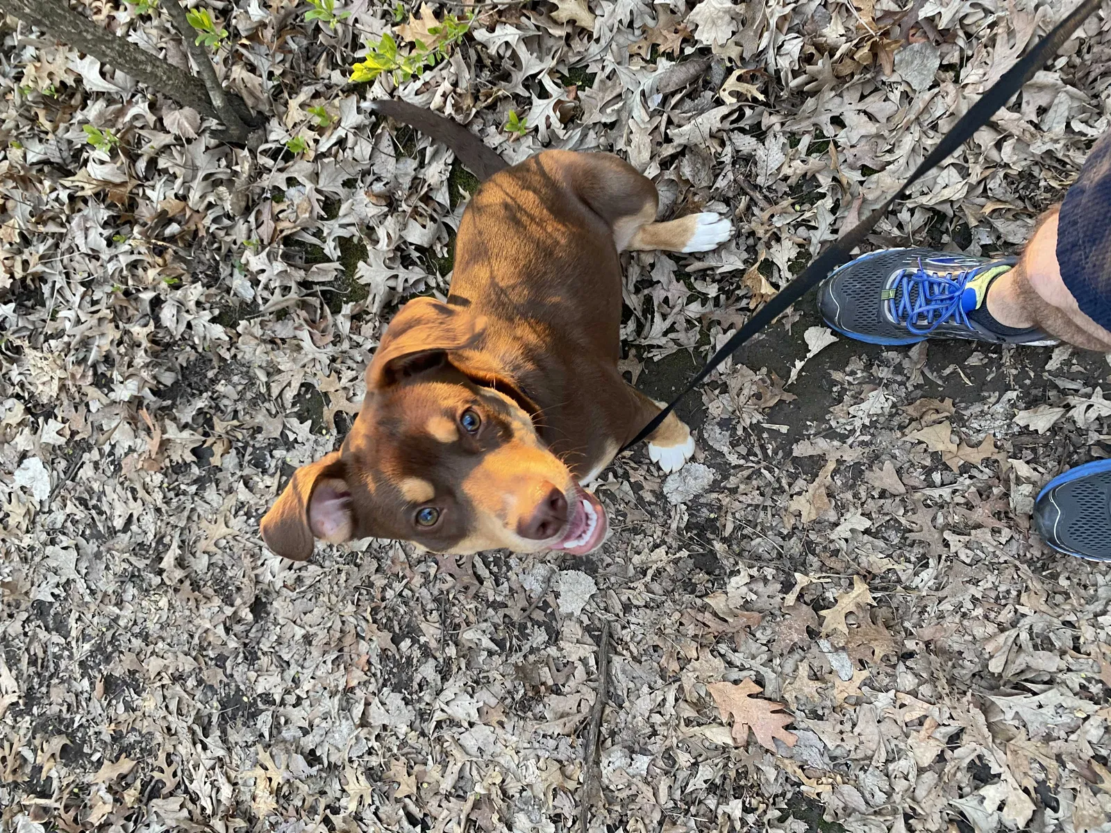 Lost dog in Minneapolis, MN, 55422