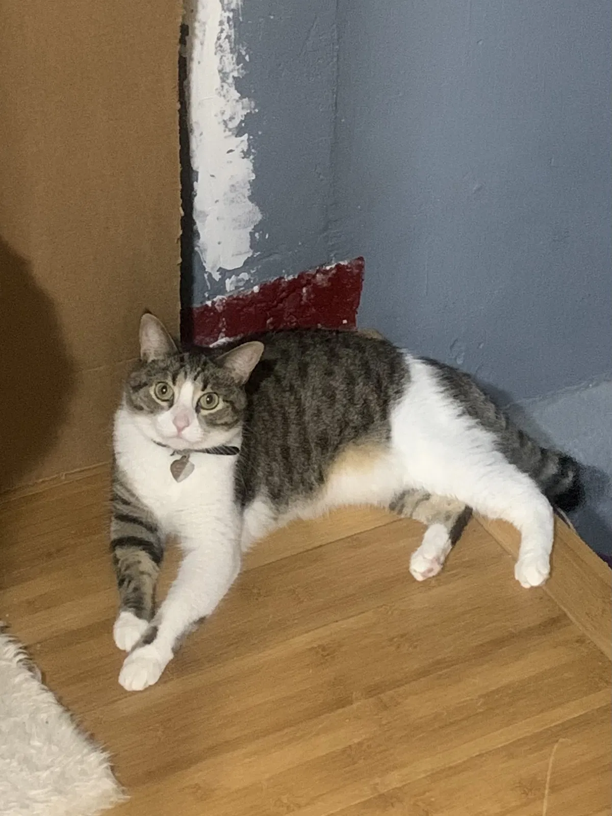 Lost cat in Philadelphia, PA, 19148