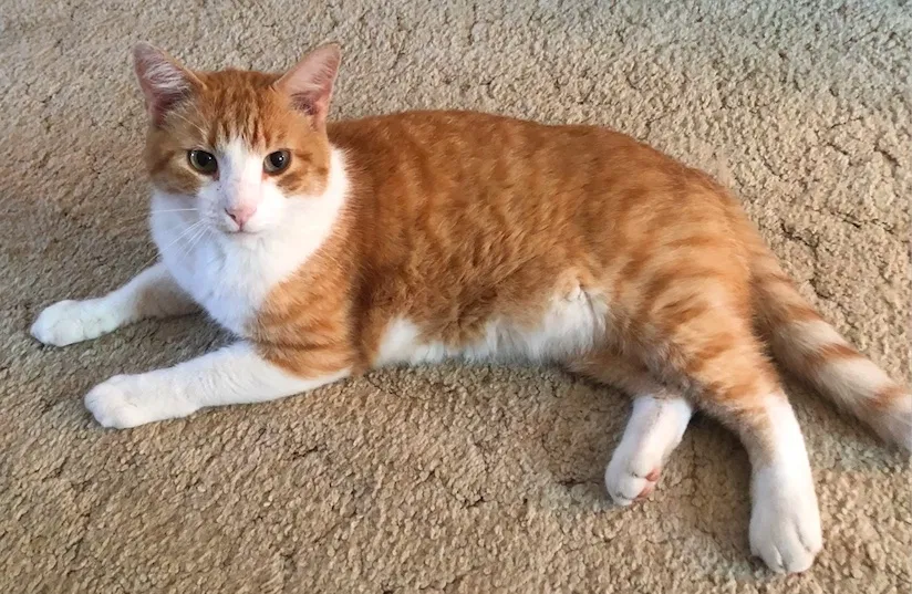 Lost cat in Grantsville, UT, 84029