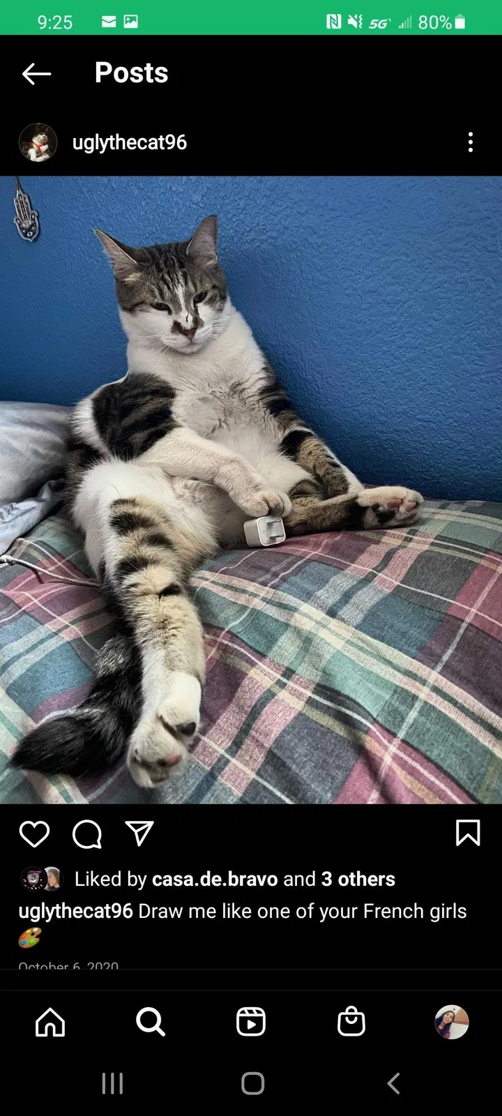 Lost cat in Las Vegas, NV, 89110
