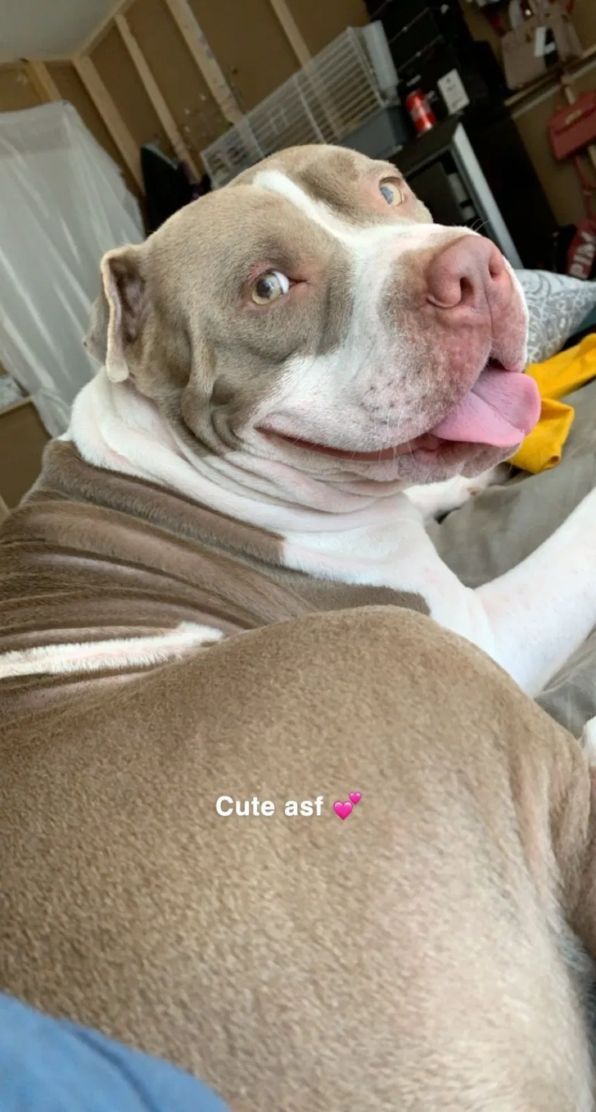 Lost dog in Reseda, CA, 91335