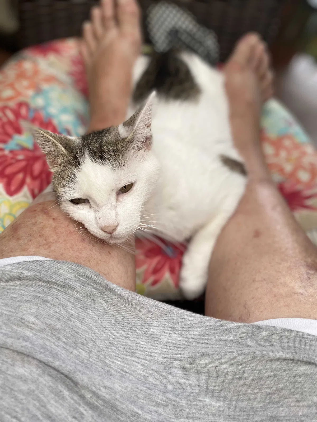 Lost cat in High Springs, FL, 32643