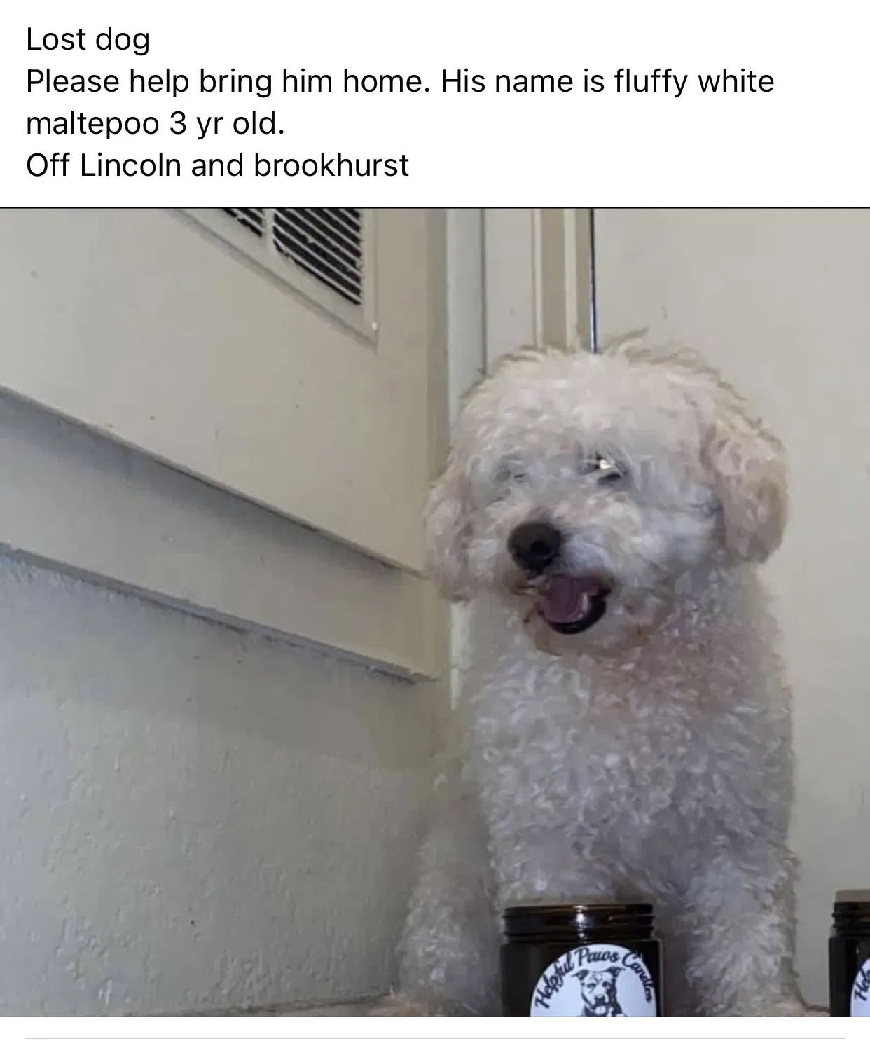 Lost dog in Anaheim, CA, 92804