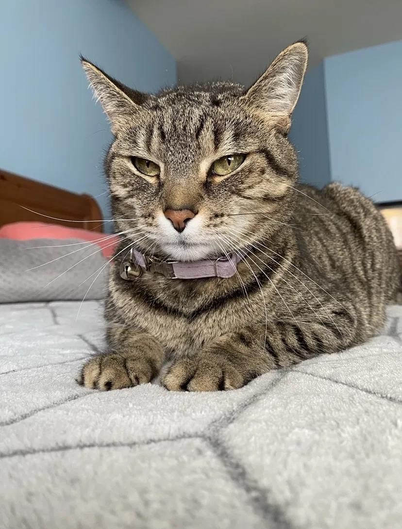 Lost cat in Concord, NC, 28027