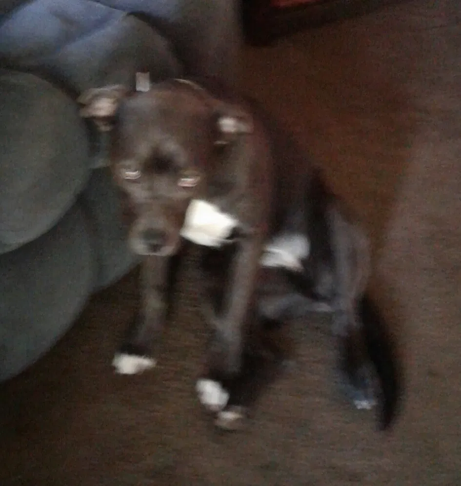 Lost dog in Kansas City, MO, 64132