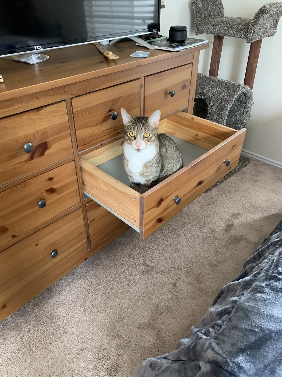 Lost cat in Little Falls, NJ, 7424