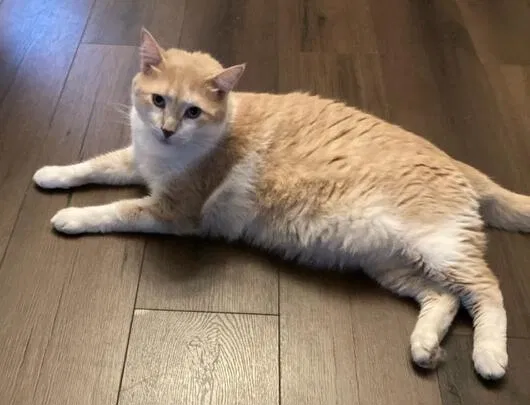 Lost cat in Philadelphia, PA, 19140