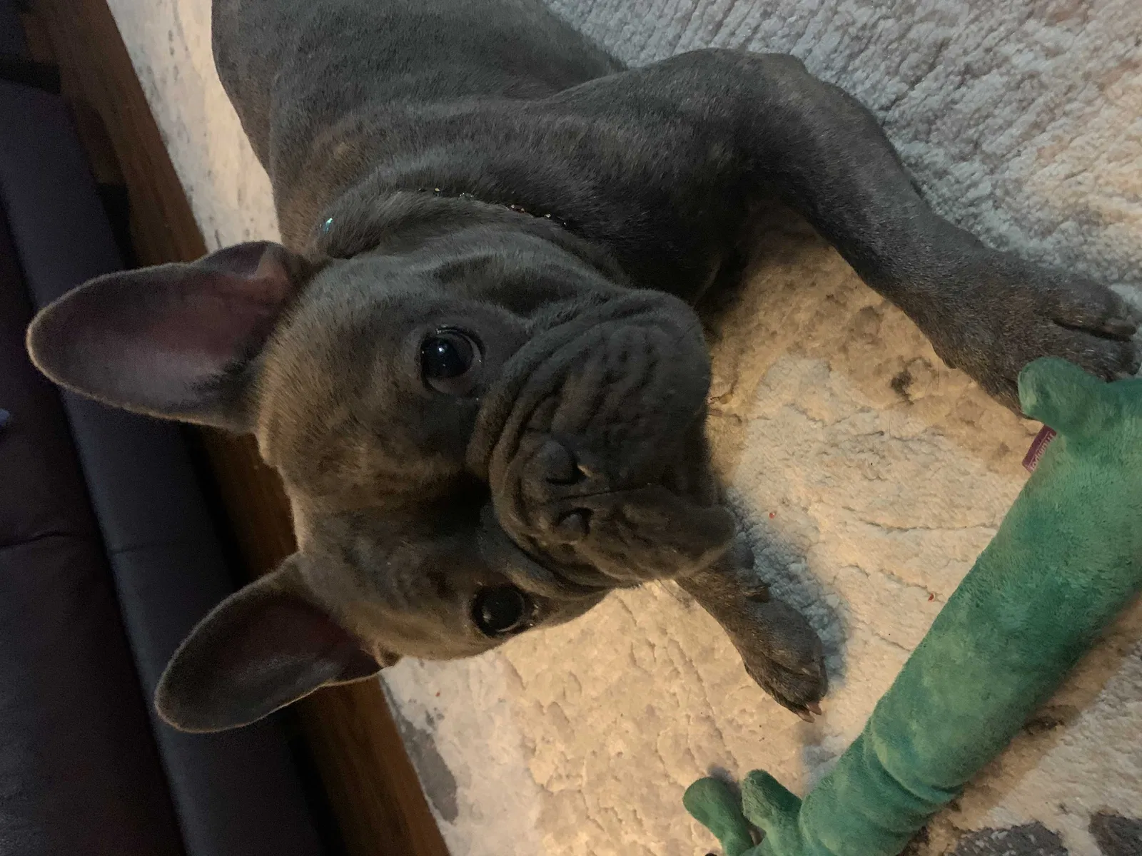 Lost dog in Portland, OR, 97230