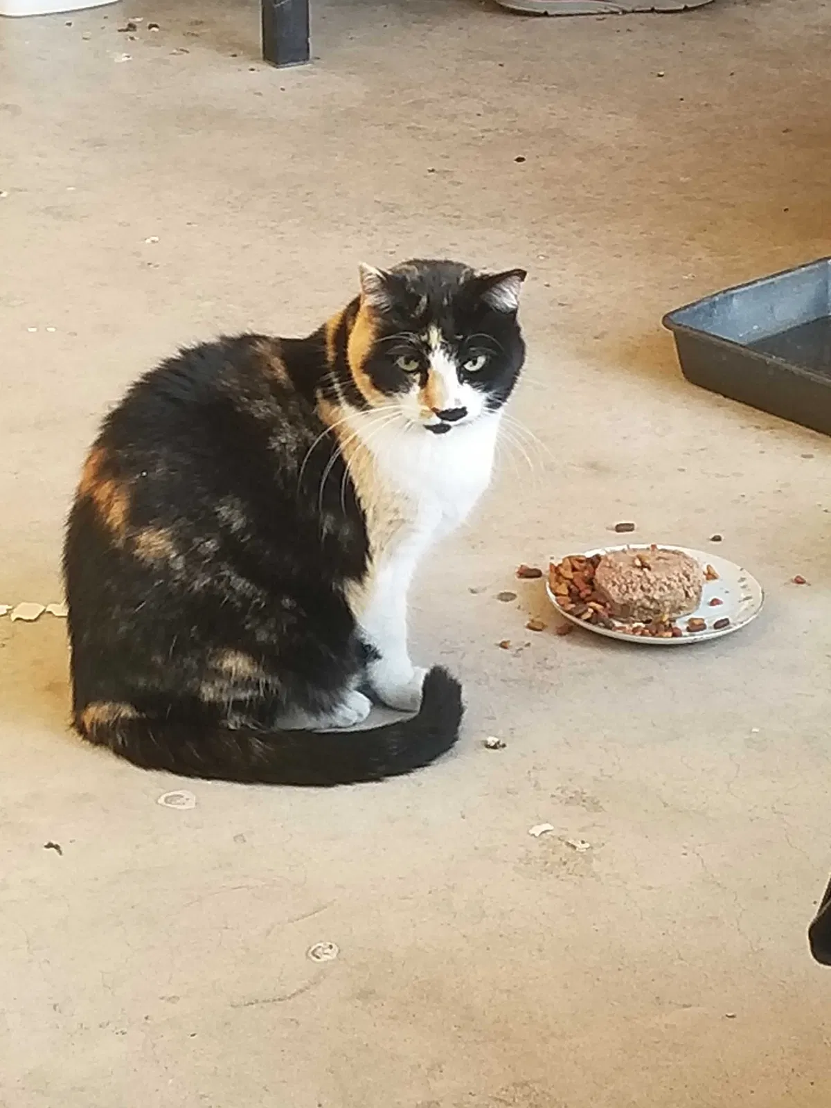 Lost cat in Tempe, AZ, 85282