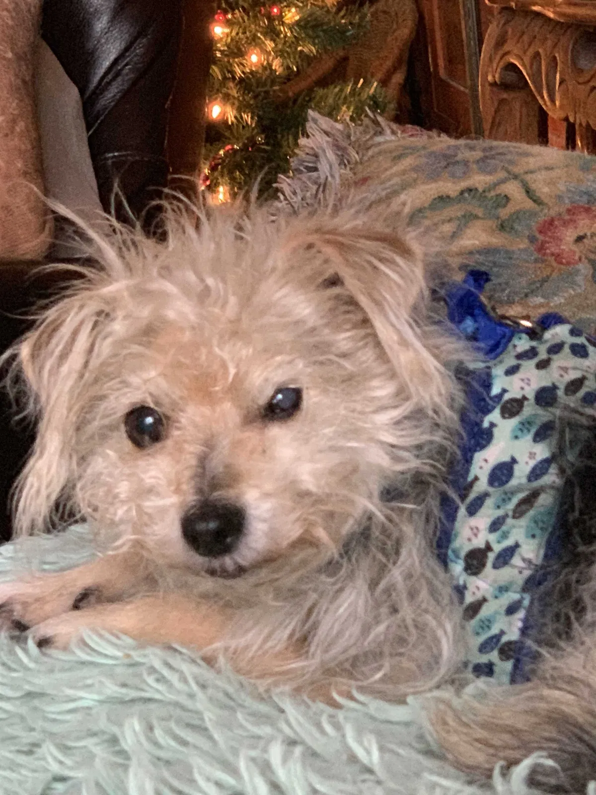 Lost dog in Auburn, CA, 95603