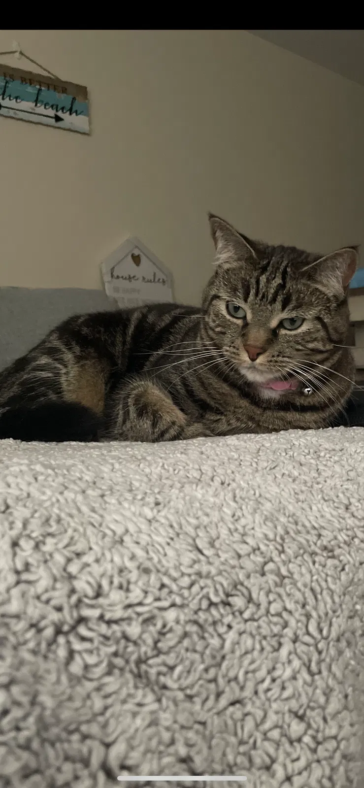 Lost cat in Alameda, CA, 94501