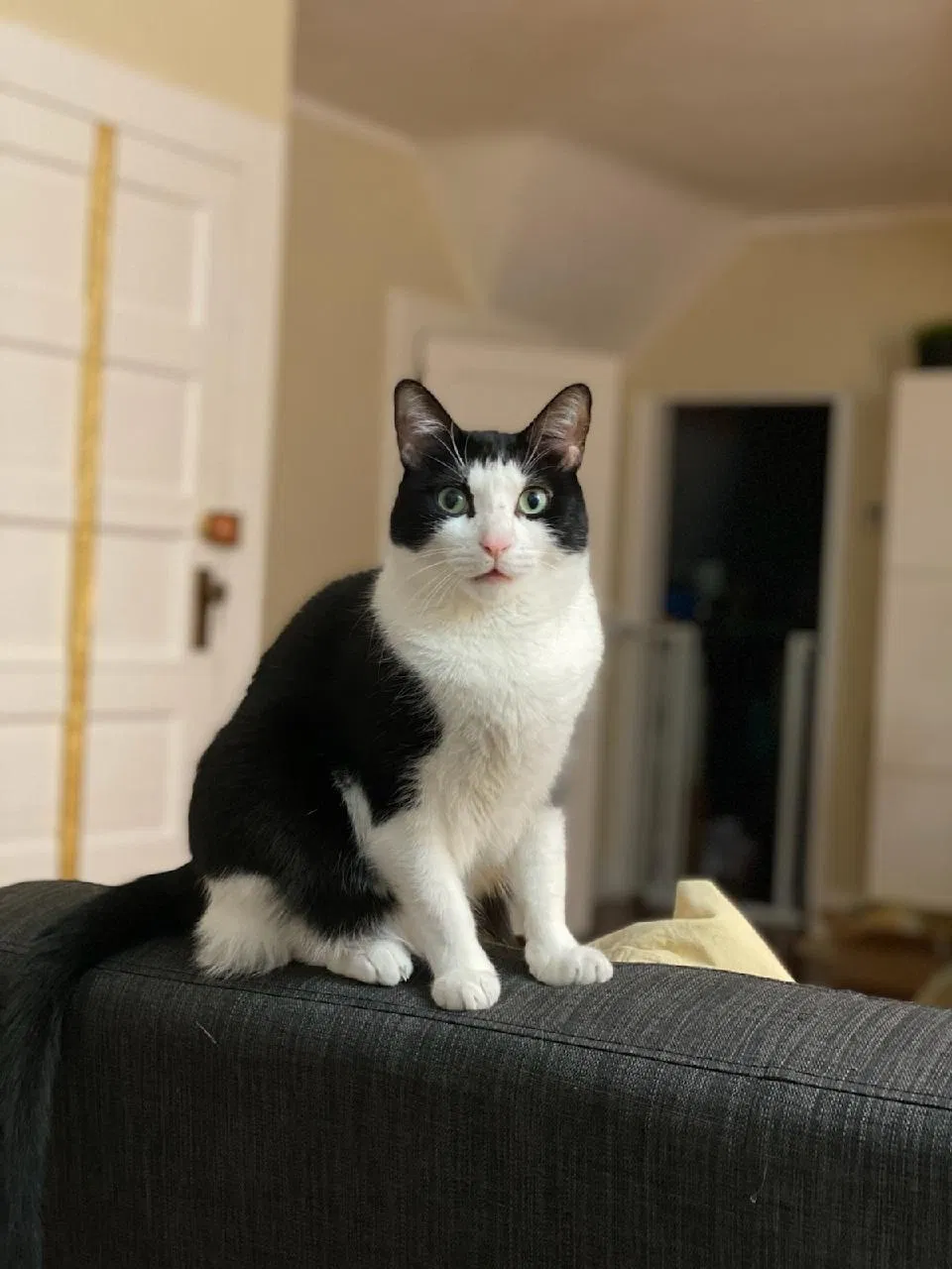 Lost cat in Montclair, NJ, 7042