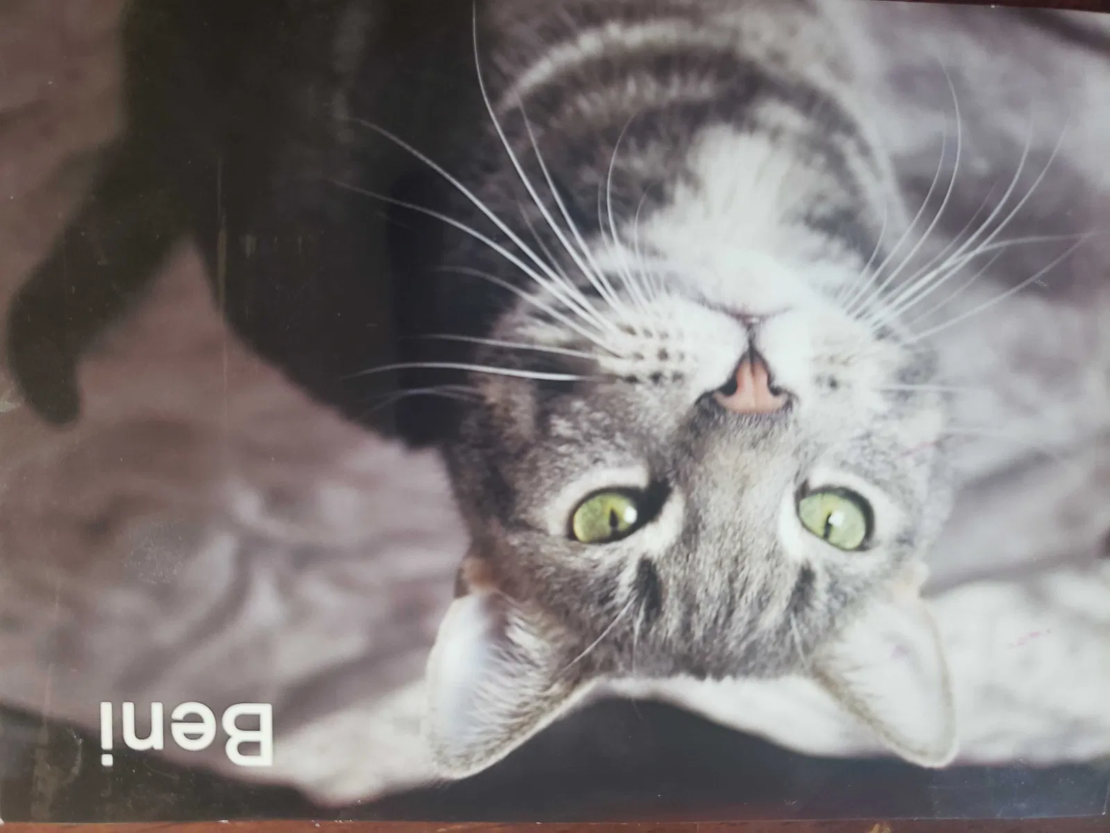 Lost cat in Tucson, AZ, 85716