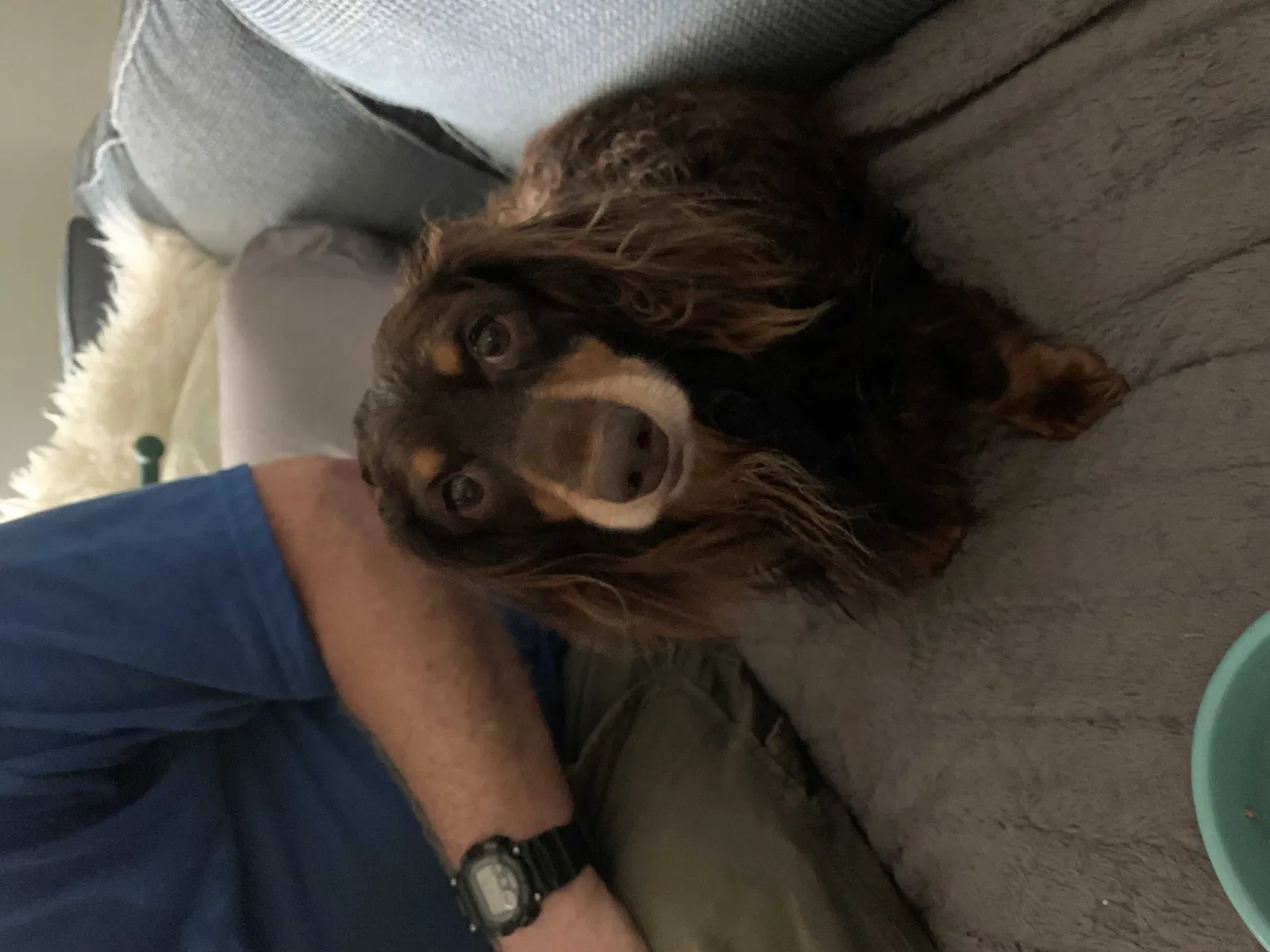 Found dog in Fort Wayne, IN, 46835