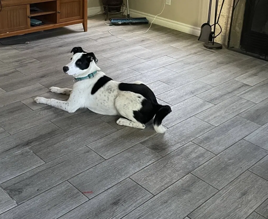 Lost dog in Las Vegas, NV, 89129