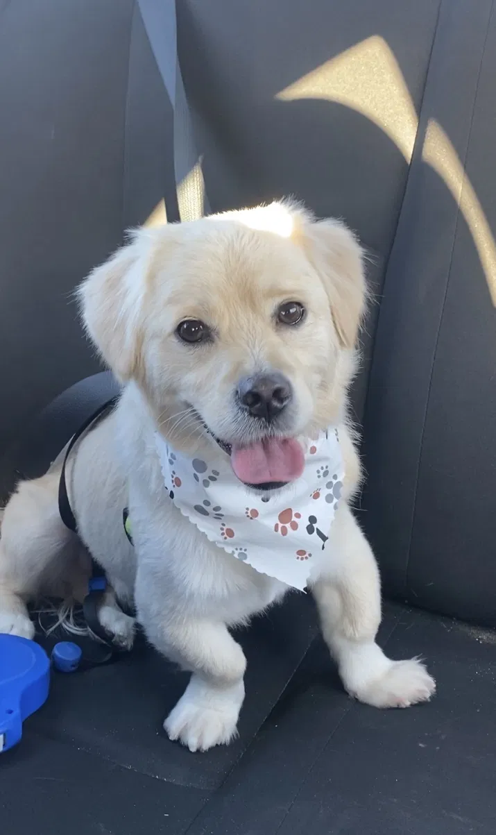 Lost dog in Chula Vista, CA, 91913