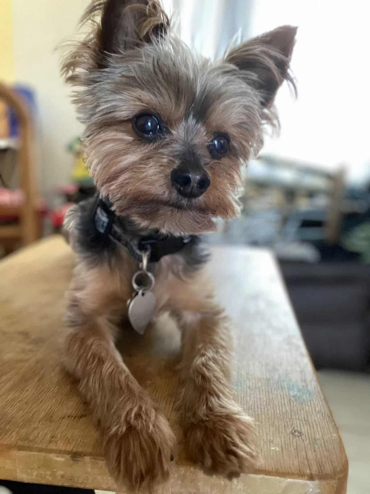 Lost dog in Richmond, CA, 94801