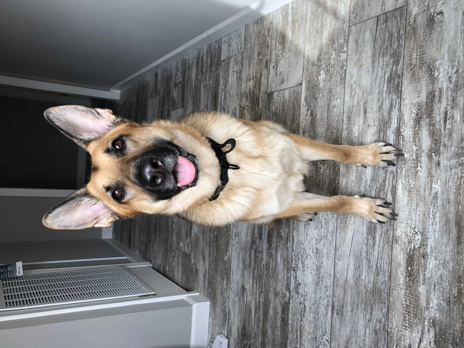 Lost dog in Lexington, NC, 27295