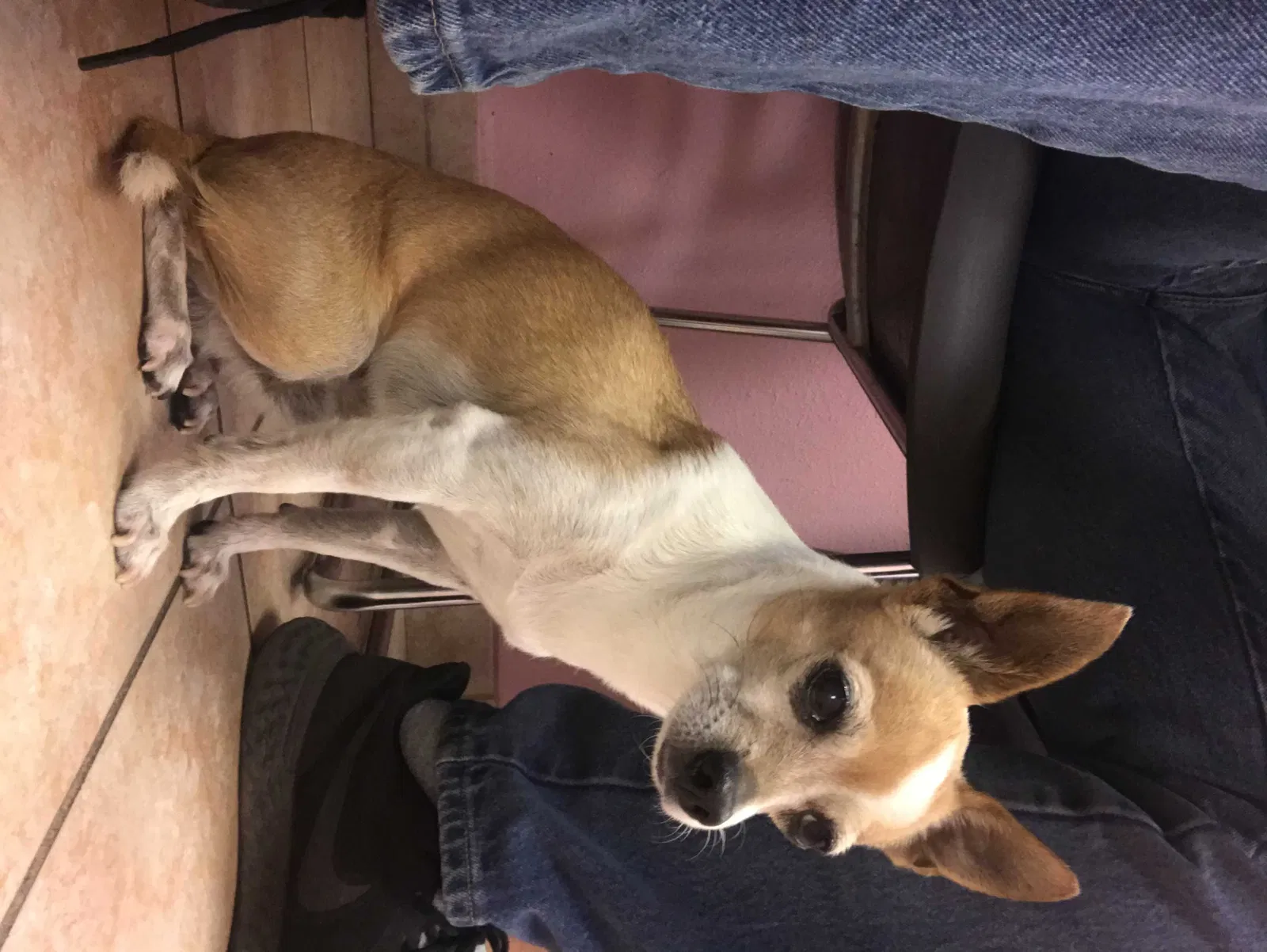Lost dog in Phoenix, AZ, 85033