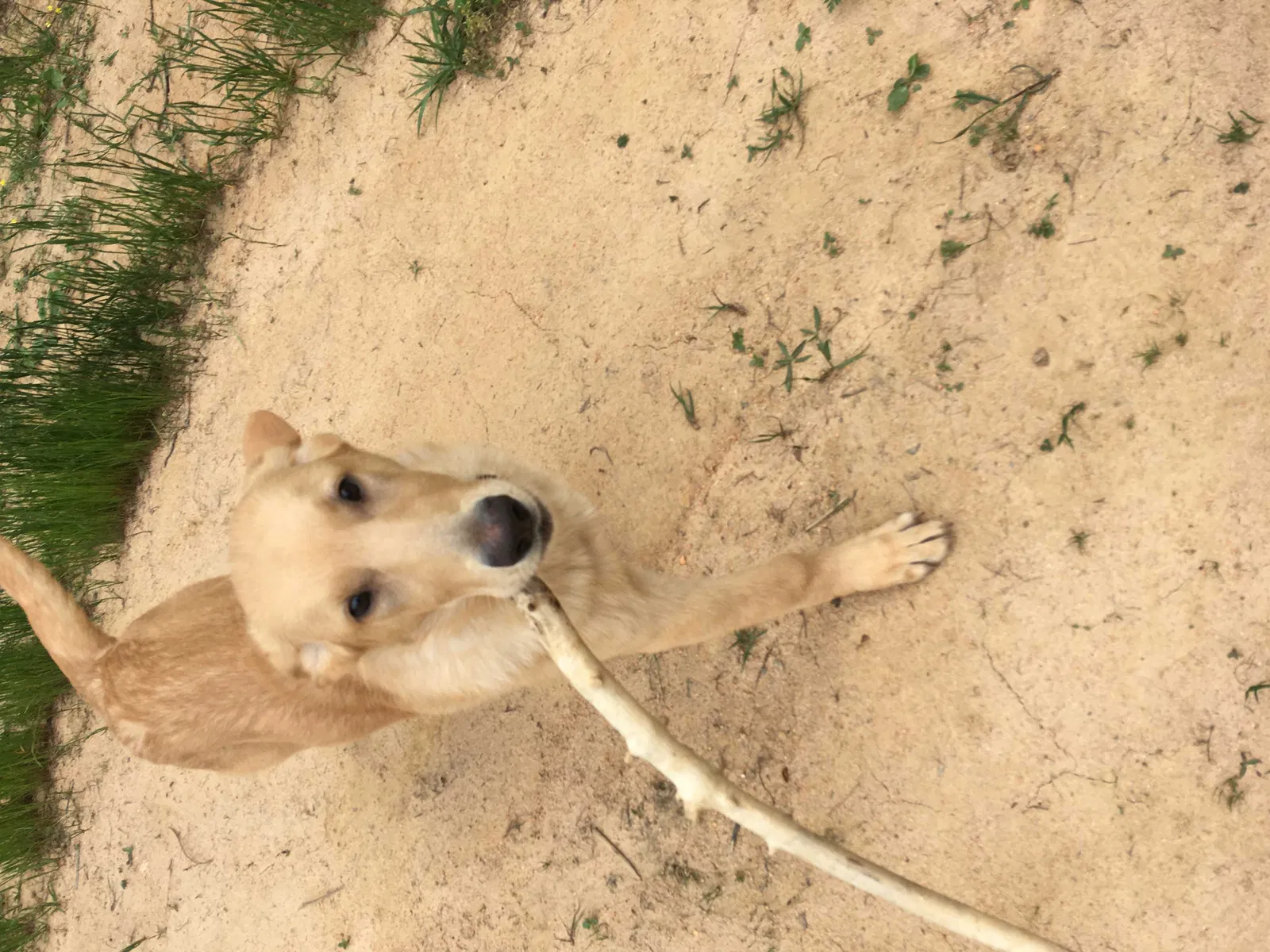 Lost dog in Lexington, NC, 27295