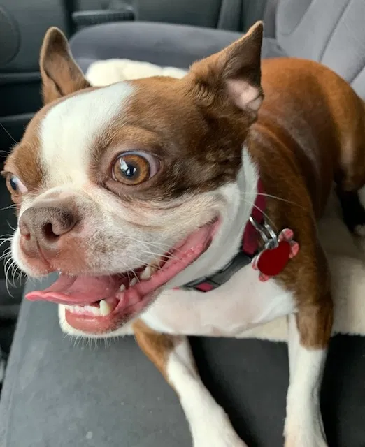 Lost dog in Batavia, OH, 45103