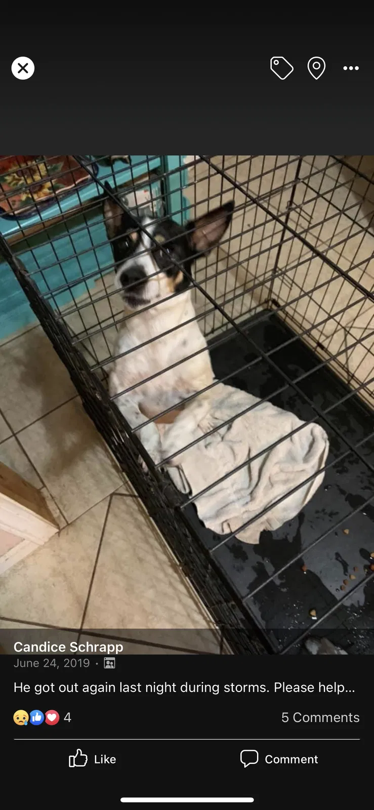 Lost dog in Burleson, TX, 76028