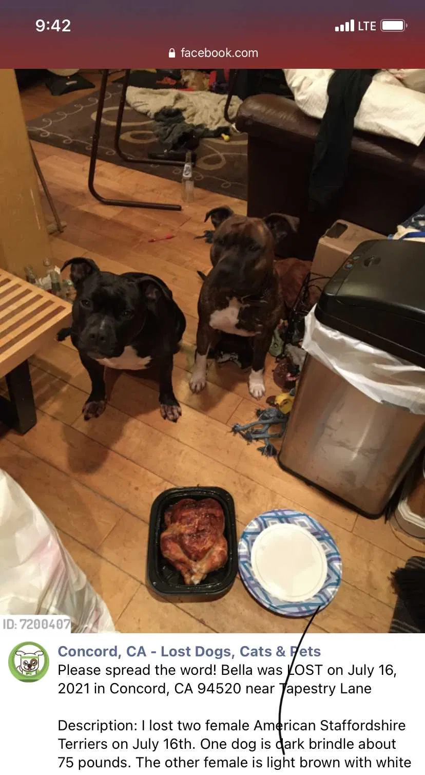 Lost dog in Concord, CA, 94520