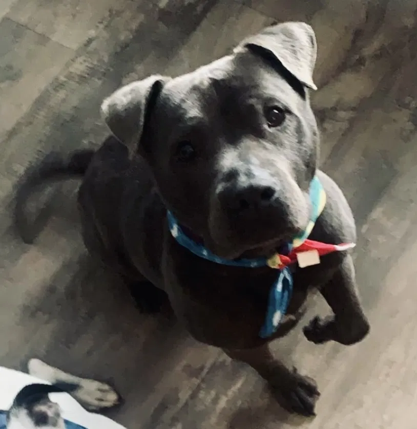 Lost dog in Lubbock, TX, 79414