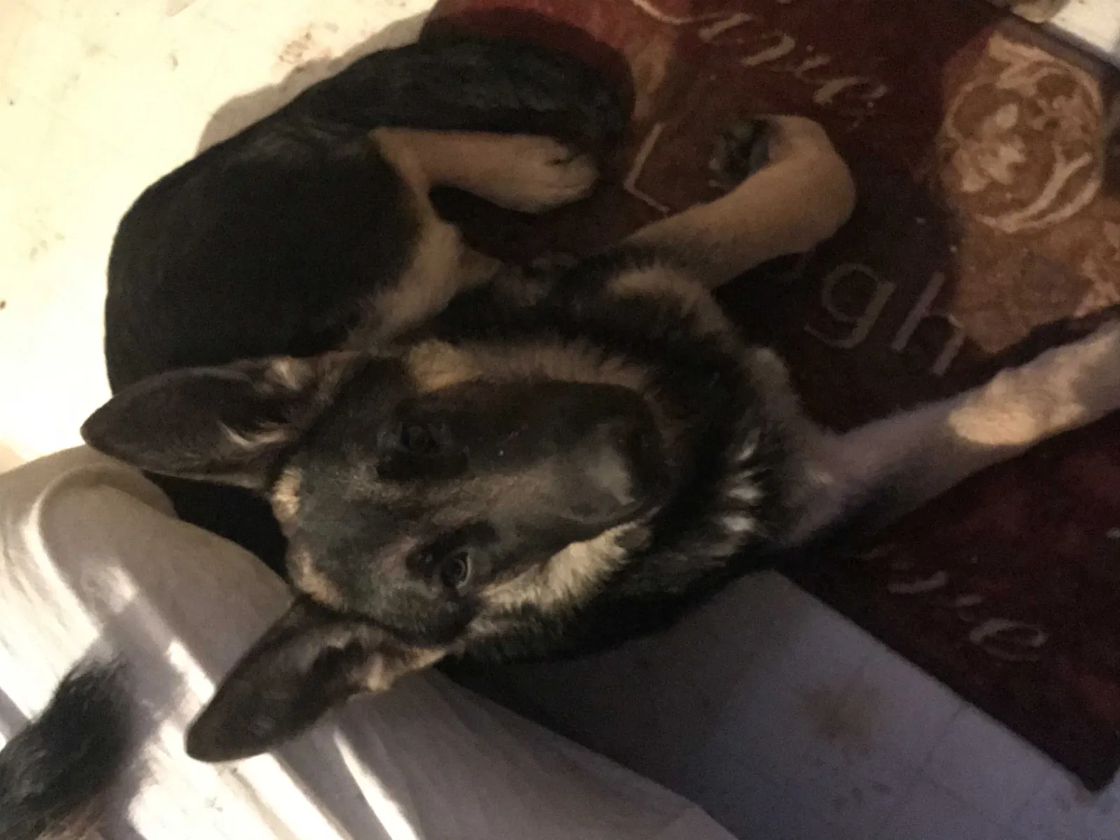 Lost dog in Commerce City, CO, 80022