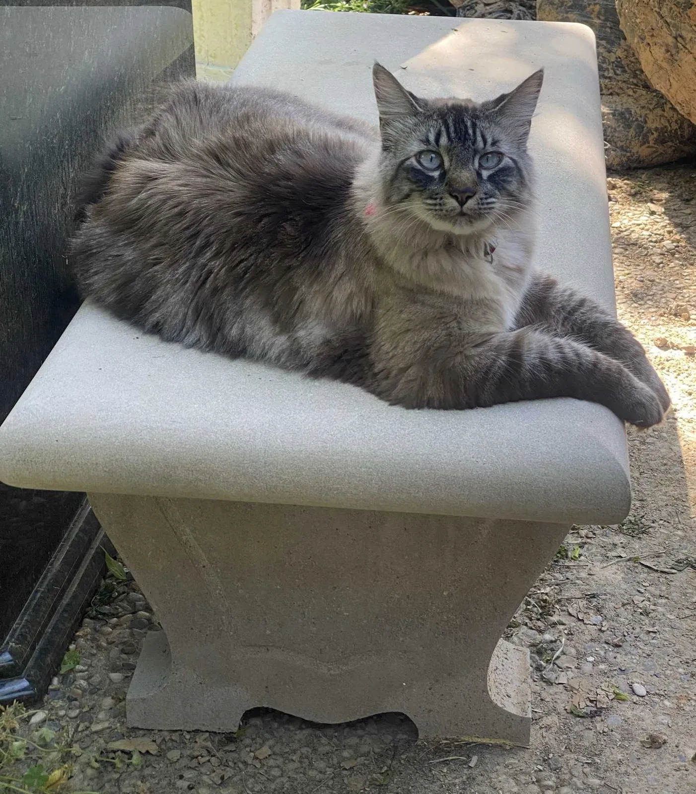 Lost cat in Spring, TX, 77379
