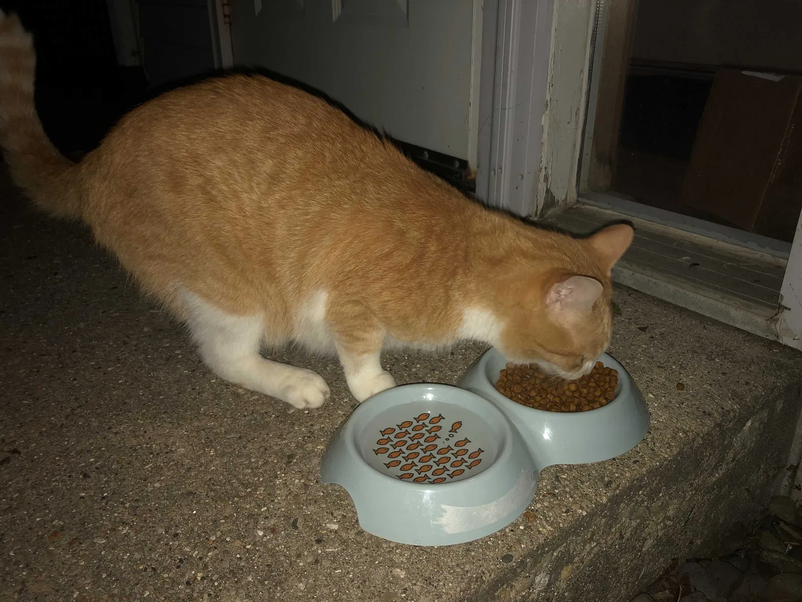 Found cat in Madison, WI, 53704
