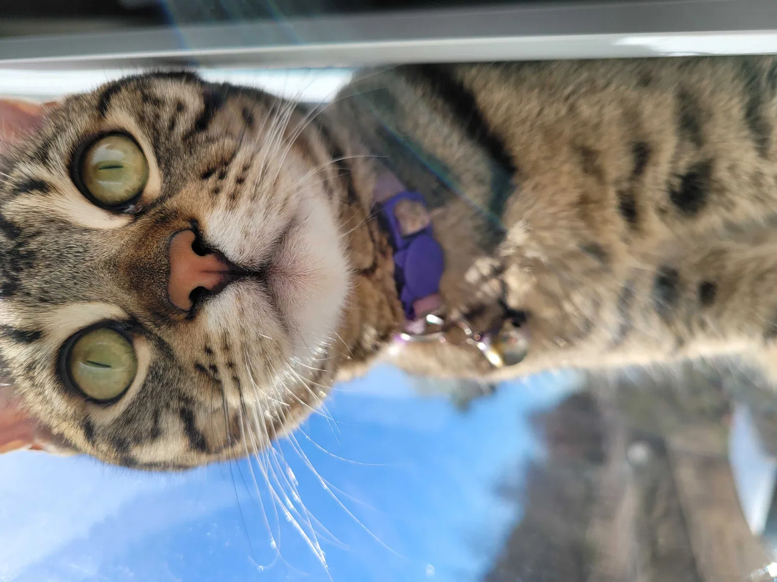 Lost cat in Glendora, CA, 91741