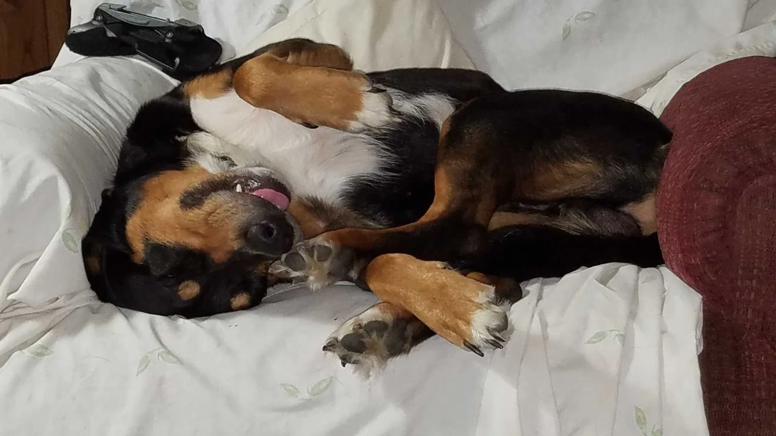 Lost dog in Paola, KS, 66071