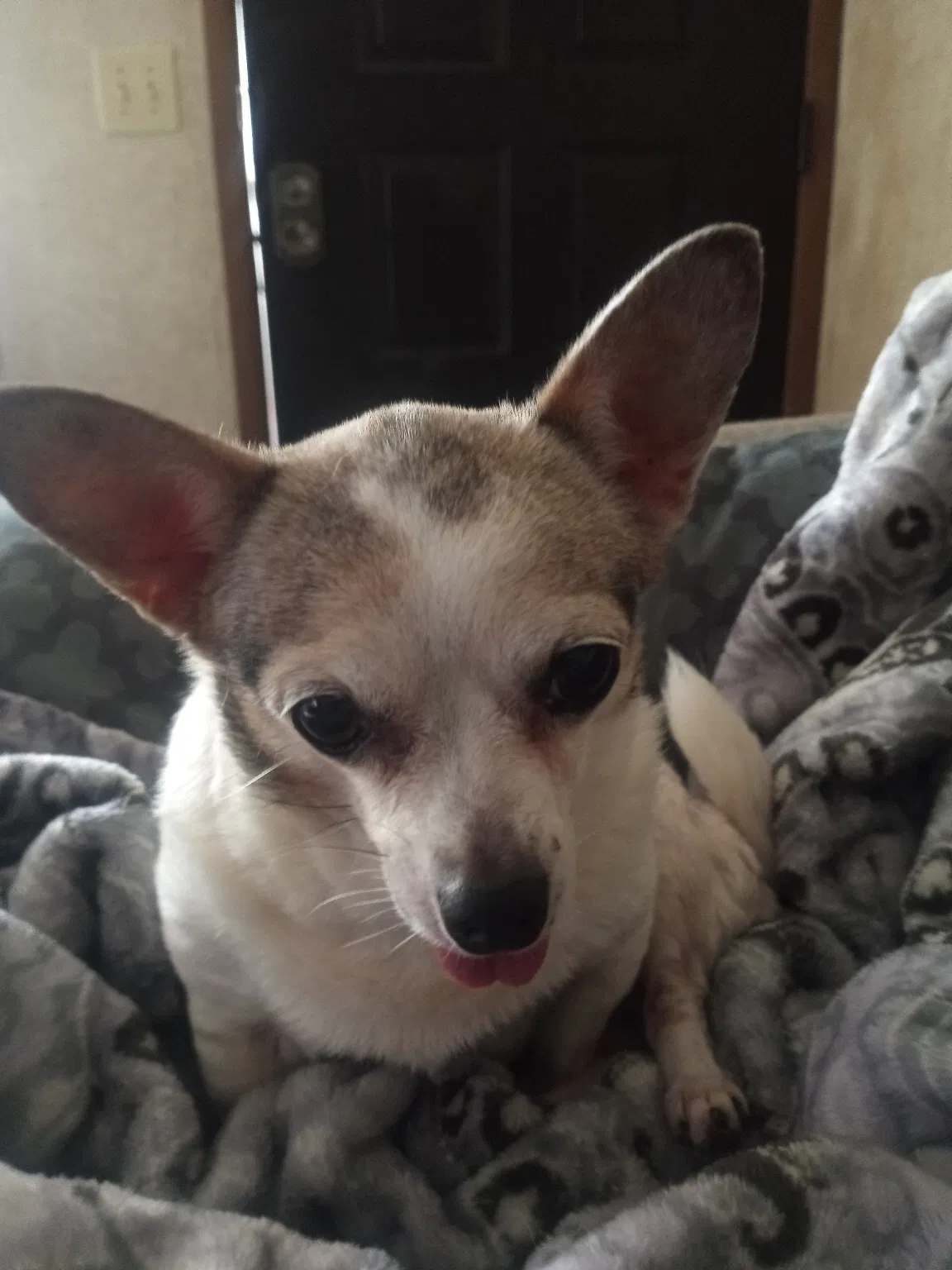 Lost dog in Jacksonville, FL, 32224
