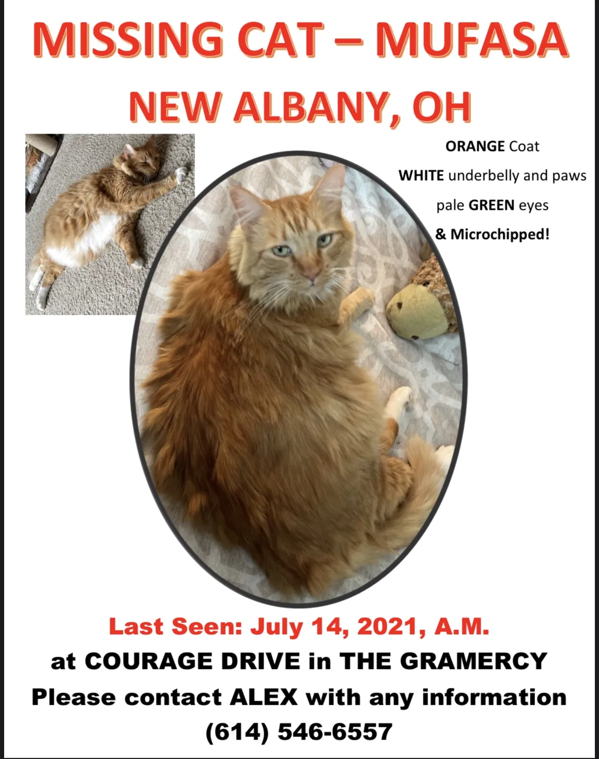 Lost cat in New Albany, OH, 43054