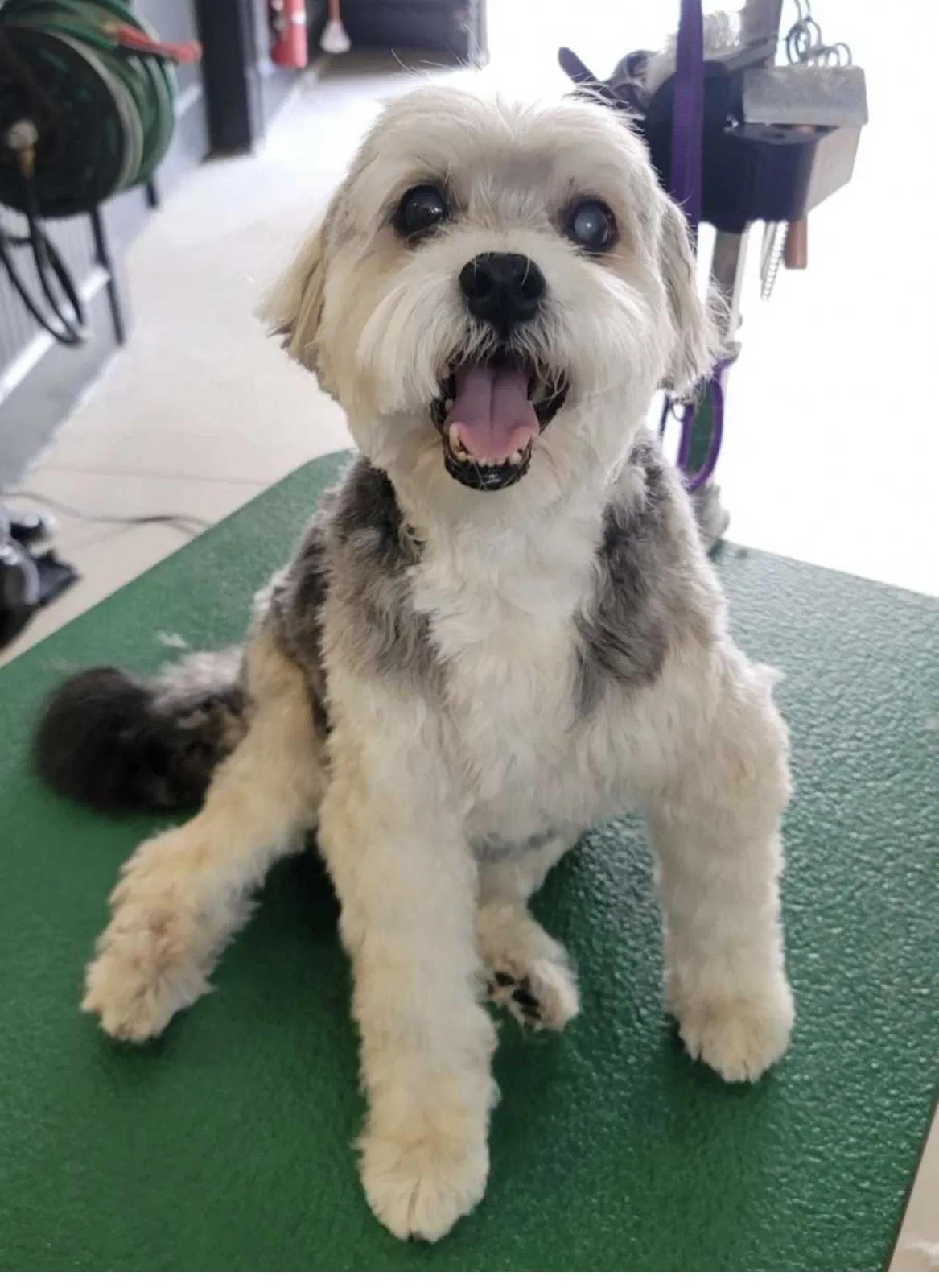 Lost dog in Atlanta, GA, 30327