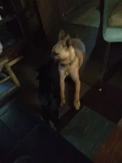 Lost dog in Hanceville, AL, 35077
