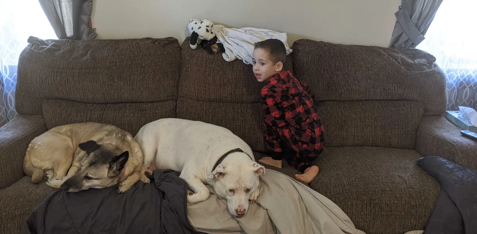 Lost dog in Elkhart, IN, 46517