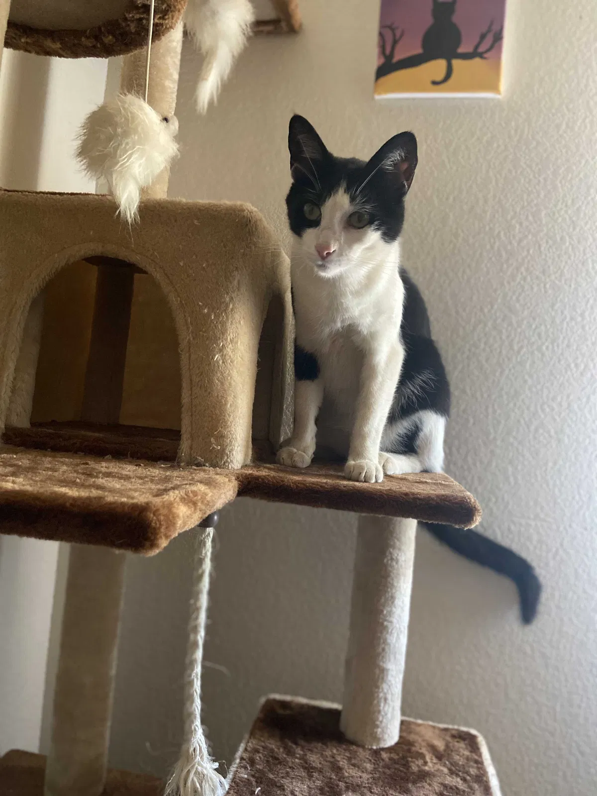 Lost cat in Murrieta, CA, 92562