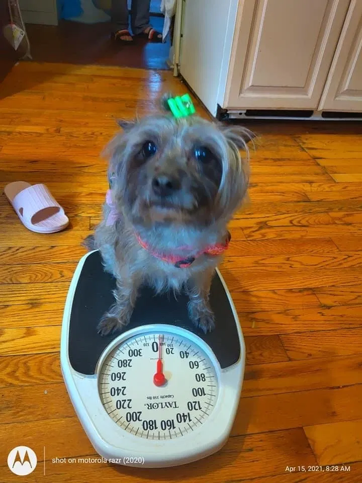 Lost dog in Flushing, NY, 11355