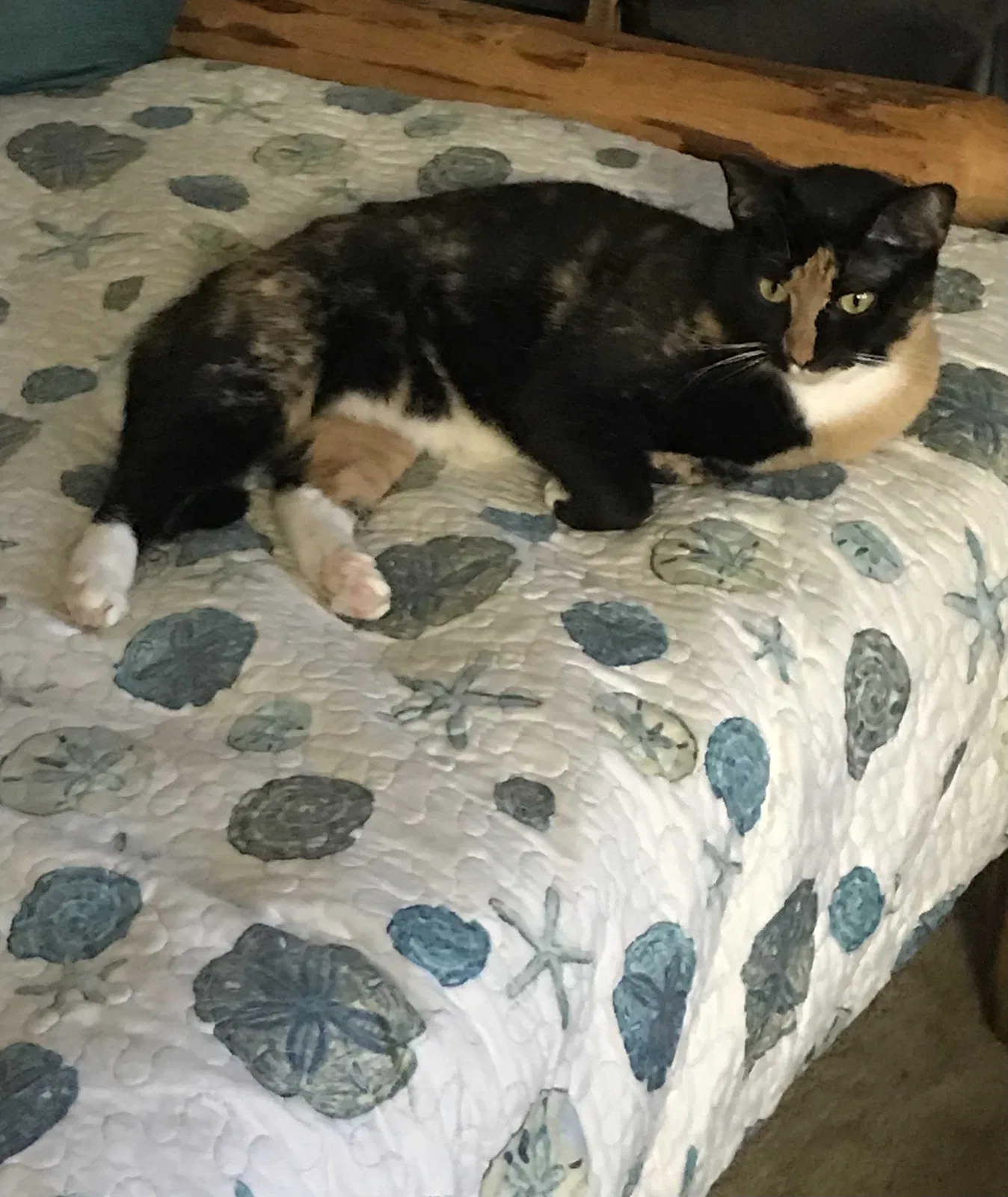 Lost cat in Mascotte, FL, 34753