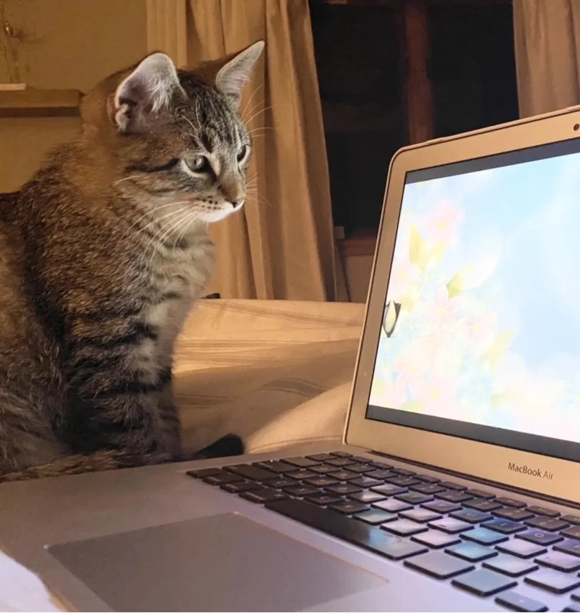 Lost cat in Albertville, MN, 55301