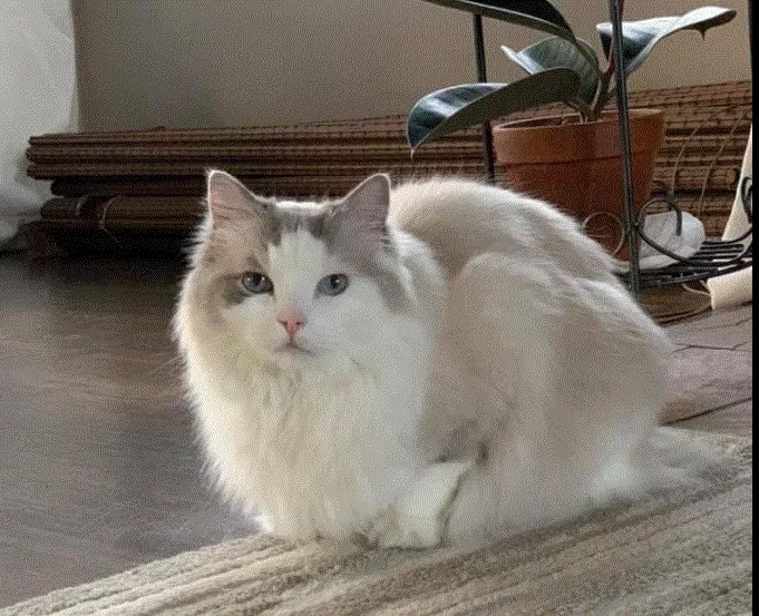 Lost cat in Cleveland, OH, 44129