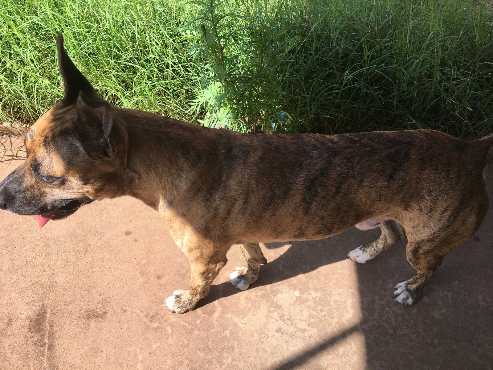 Found dog in Oklahoma City, OK, 73112
