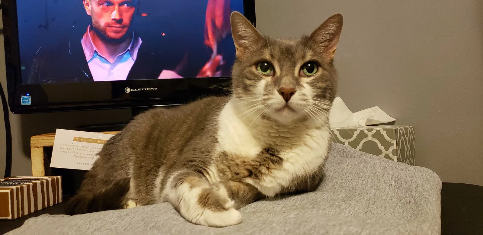 Lost cat in Lansing, MI, 48911