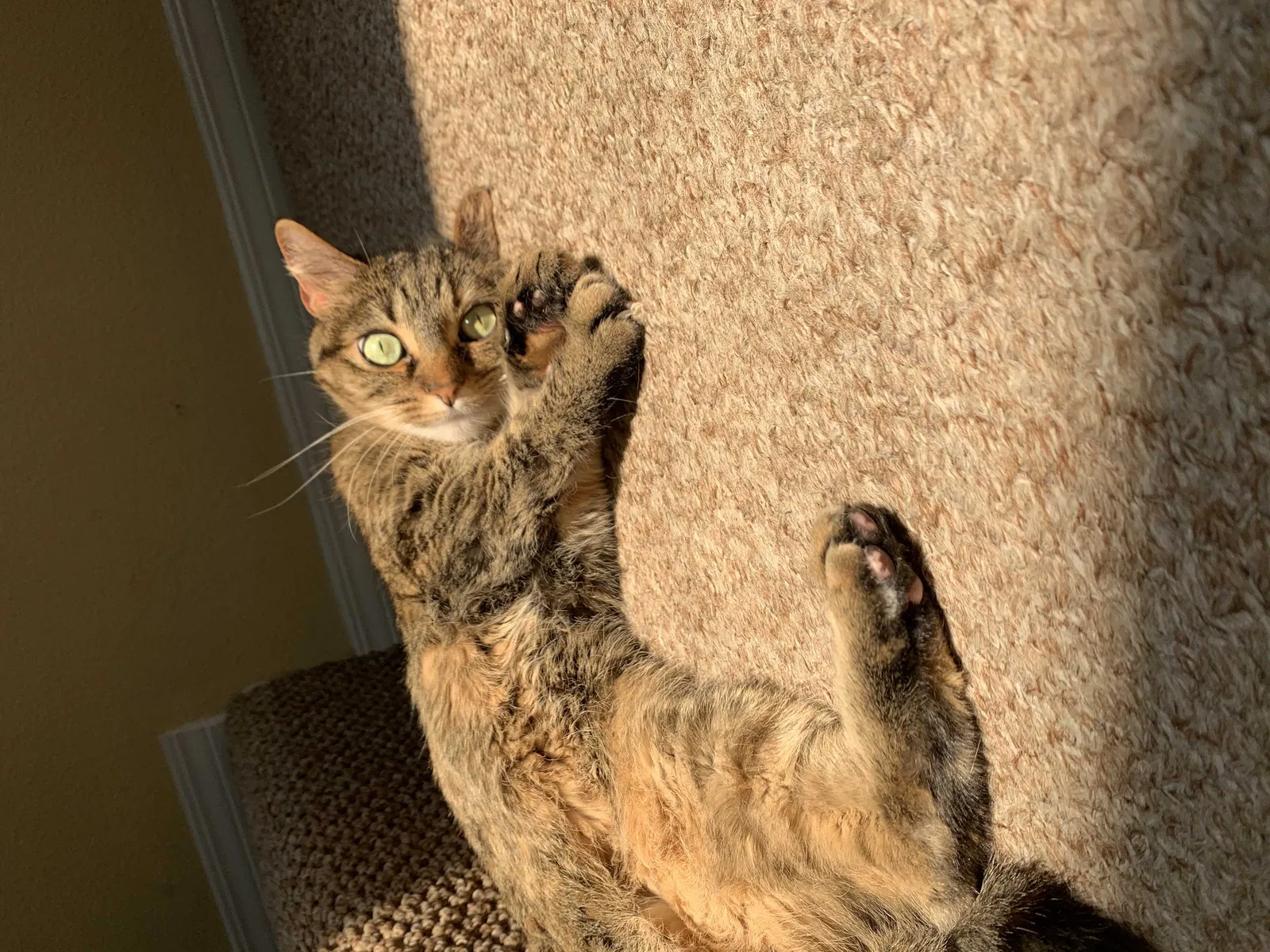 Lost cat in Denver, CO, 80233