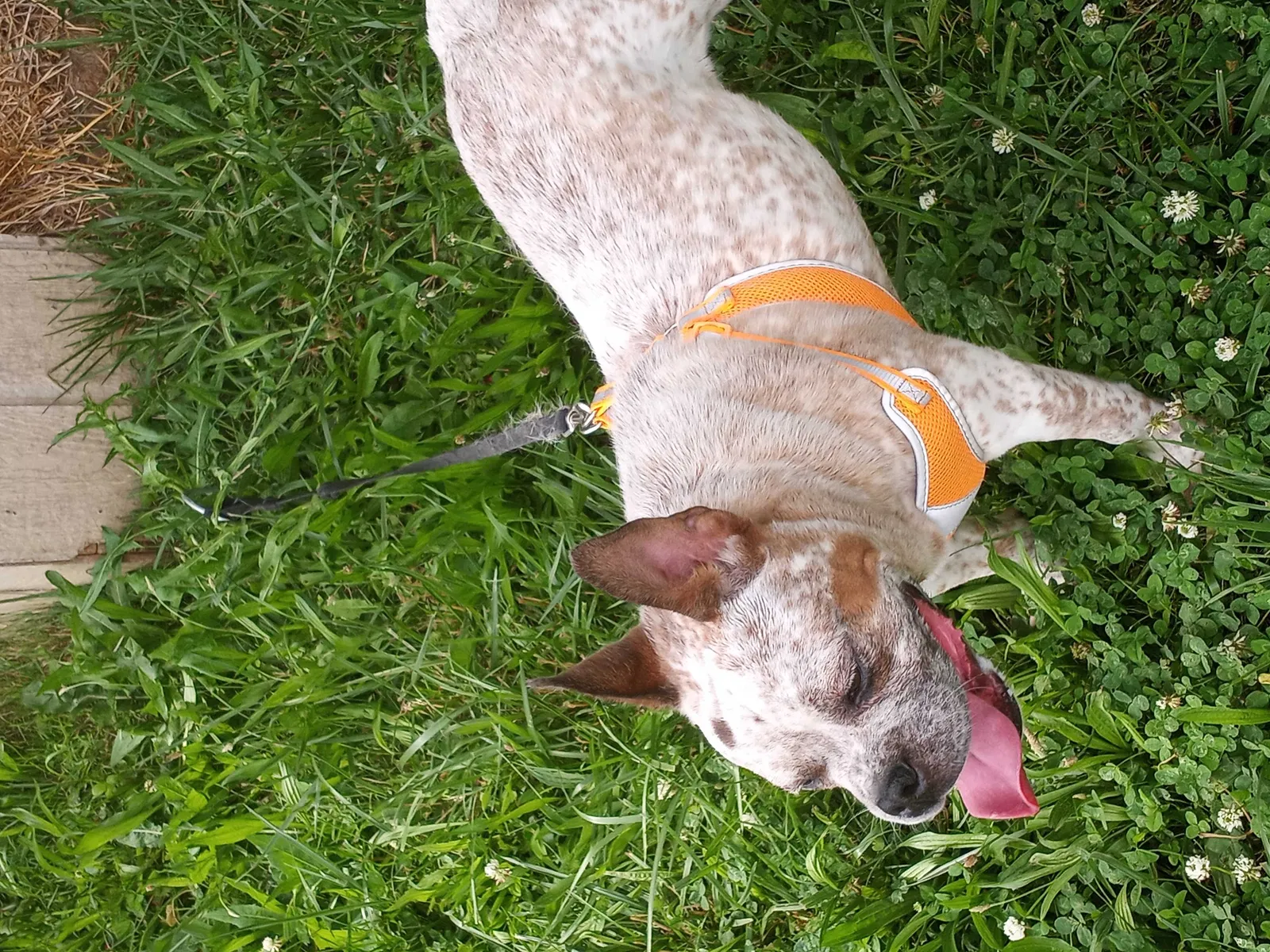Lost dog in Columbus, OH, 43207