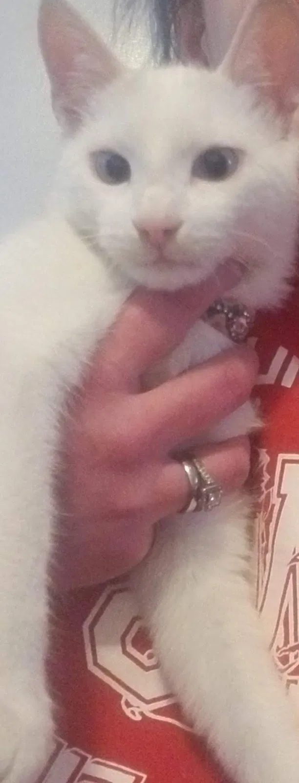 Lost cat in Columbus, OH, 43207