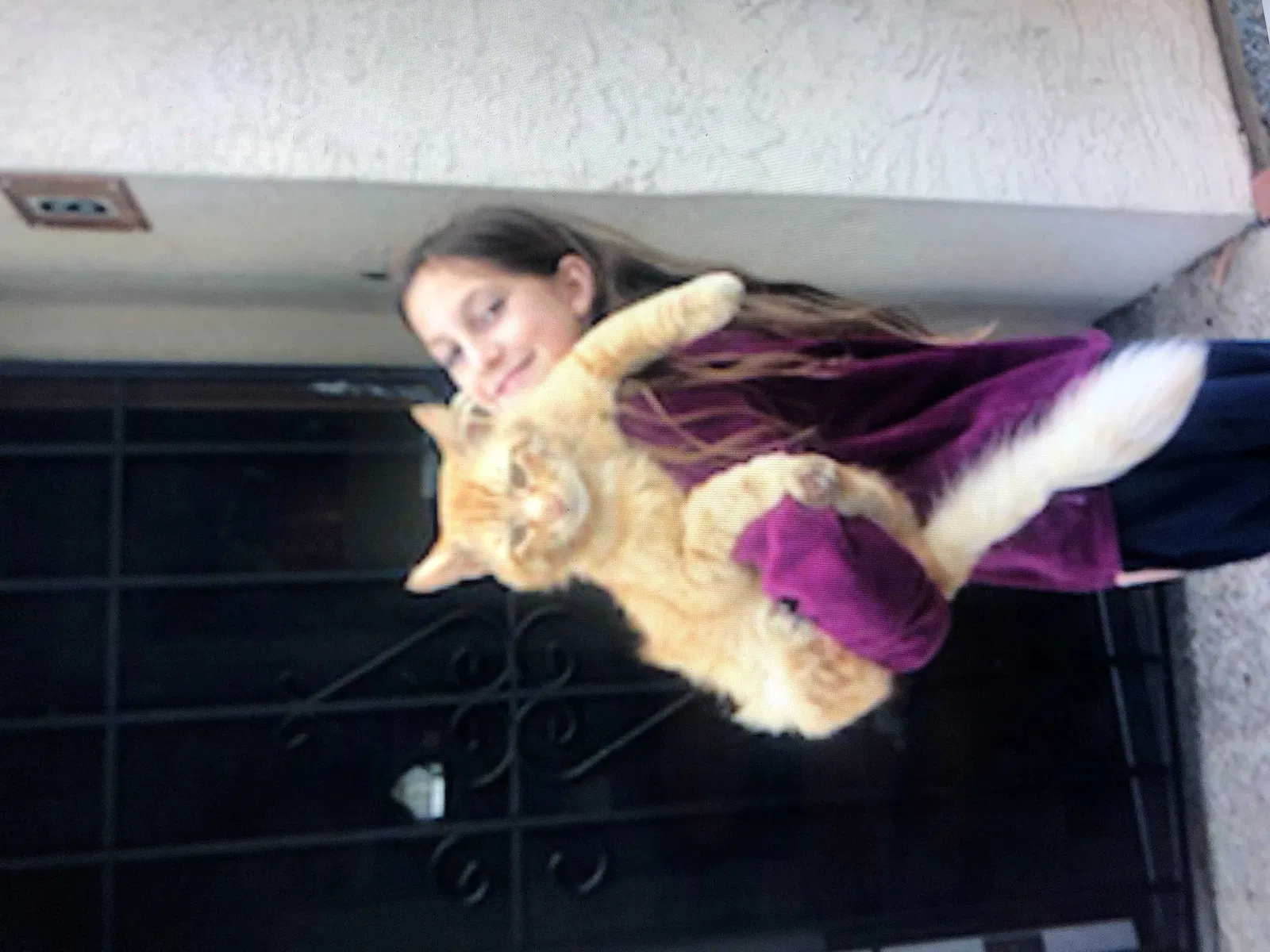 Lost cat in San Diego, CA, 92115