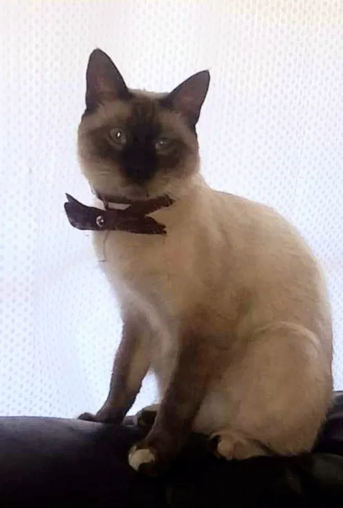 Lost cat in Newhall, CA, 91321